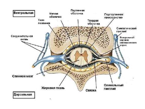 Анатомия спинного мозга Внешнее строение Сегменты спинного