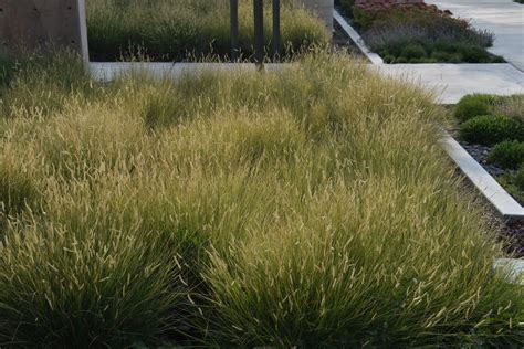 Landscaping Tips For Blonde Ambition Blue Grama Grass | Blog | Arbor Valley Nursery