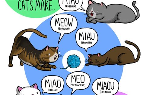 Why do animal sounds different in different languages? | Reckon Talk