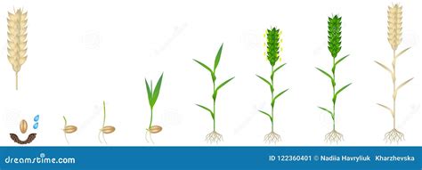 Wheat Growth Stages. Cereals Crop Maturation Process, Spikelet ...