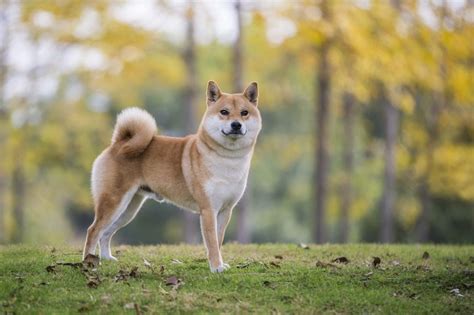 Shiba Inu Breed: Characteristics, Care & Photos | BeChewy