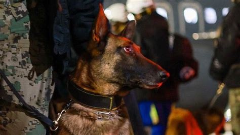 Turkey earthquake: Mexico sends its famed search and rescue dogs - BBC News