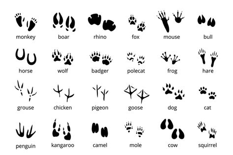 animal paw prints tracks - Scholes (Elmet) Primary School, Leeds