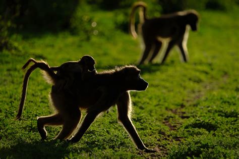 Botswana Wildlife Spectacular Photography Tour Report 2019 - Wild ...