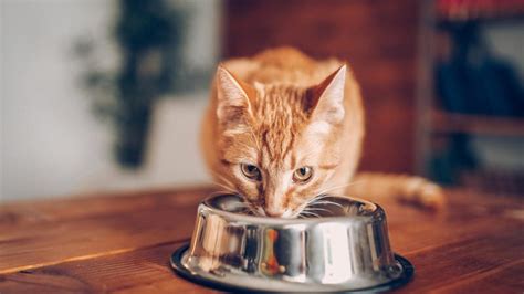 Food Allergies in Cats | PetMD