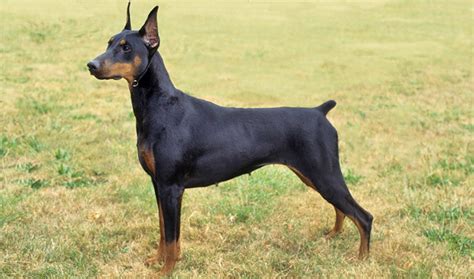 Everything about your Doberman Shepherd - LUV My dogs