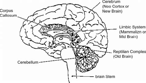 Human brain and triune brain theory. Source:... | Download Scientific Diagram