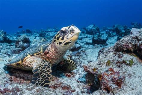 Sea Turtles Why Are Hawksbill Turtles Critically Endangered?