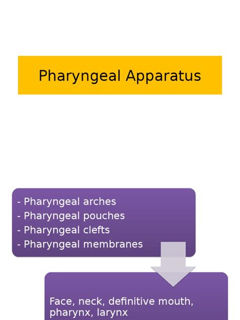 Pharyngeal Apparatus | Human Anatomy | Human Head And Neck