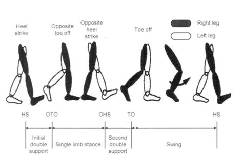 Period definition in normal gait cycle. | Download Scientific Diagram