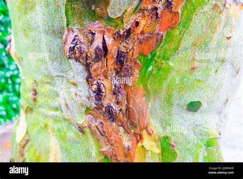 Wet sycamore tree trunk camo patterns Stock Photo - Alamy