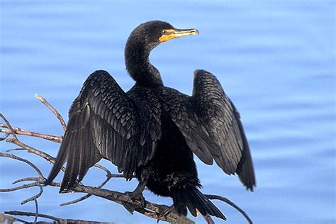 Double-crested Cormorant "Phalacrocorax auritus" | Boreal Songbird ...