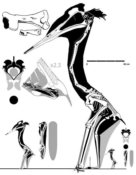 quetzalcoatlus skeleton and body shape ref