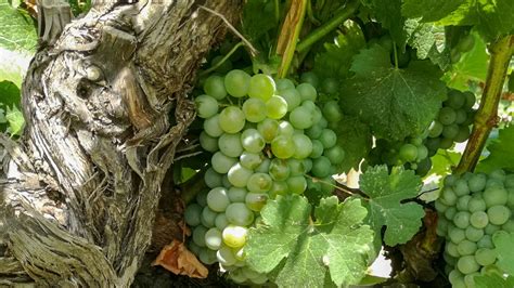 Sauvignon Blanc grape variety in late summer, with grapes ripening ...