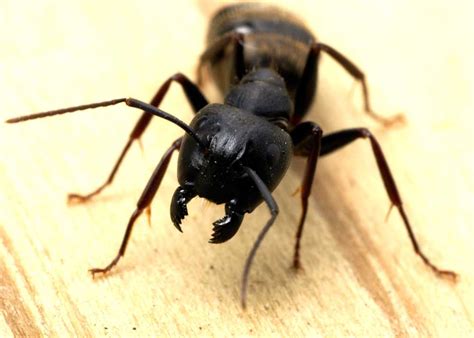 Do Carpenter Ants Bite? Allergic Reaction, Prevent, Treat » The Buginator