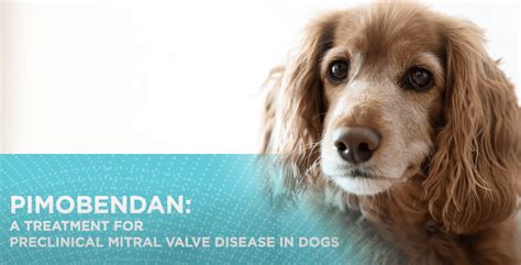 Heart disease in dogs described by Dr. Brian Scansen