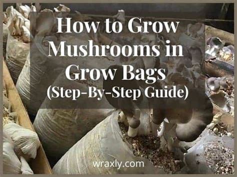 How to Grow Mushrooms in Grow Bags (Step-By-Step Guide) - Wraxly