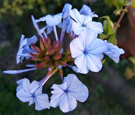 Plumbago – Austin Native Landscaping