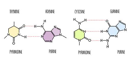 Nucleotides and Nucleic Acids — the science hive