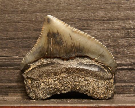 Crow Shark Teeth. - Member Collections - The Fossil Forum