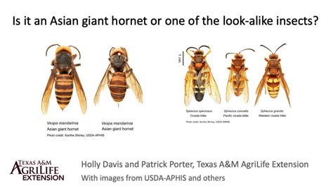 Texas' cicada killers likely responsible for 'murder hornet' sightings