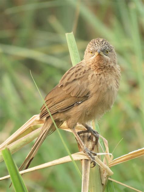 Confessions of a Global Birder: Some birds of Okhla Bird Sanctuary, New ...