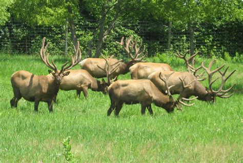 Antlers - Minnesota Elk Breeders Association