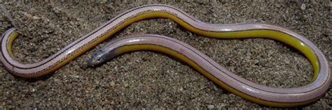 The legless lizards of LAX