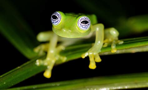 Glass frogs wave their hands and feet to attract mates - Earth.com