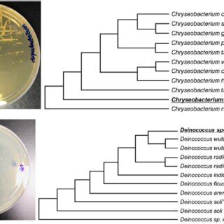 Isolation of Chryseobacterium and Deinococcus species, and the... | Download Scientific Diagram