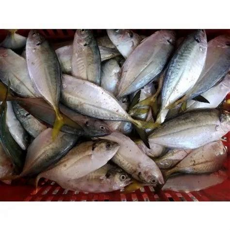 Fresh Aila Fish at Rs 150/kilogram | ताजा मछली in Mundra | ID: 22455949773