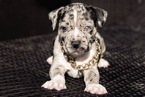 XXL American Bully -XXL Luxor Bullys merle welpe puppy in 2020 | Welpen ...