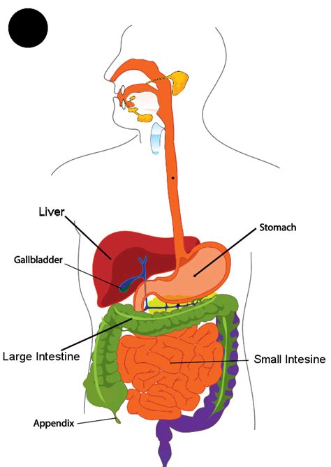 Types of Appendix Cancer » Appendix Cancer Connection