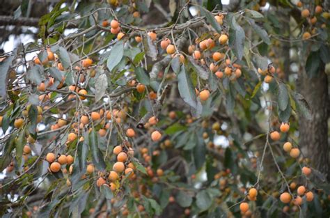 Persimmon – Native Fruit Tree | What Grows There :: Hugh Conlon ...