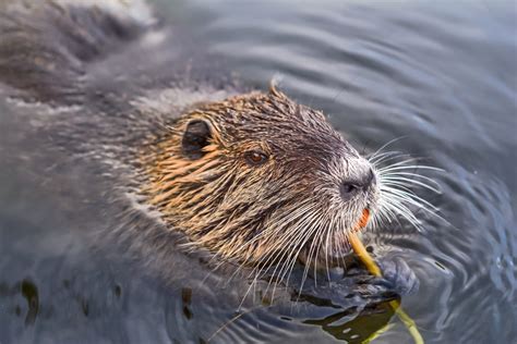 Eurasian Beaver | Animals Happen Wildlife Control