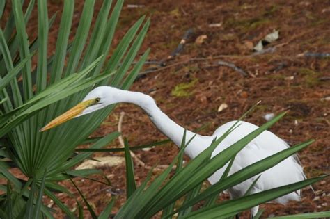 The Snowbirds in Florida – thefouramigosblog