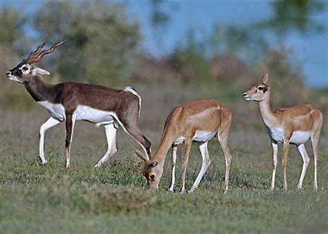 Blackbuck | mammal | Britannica.com