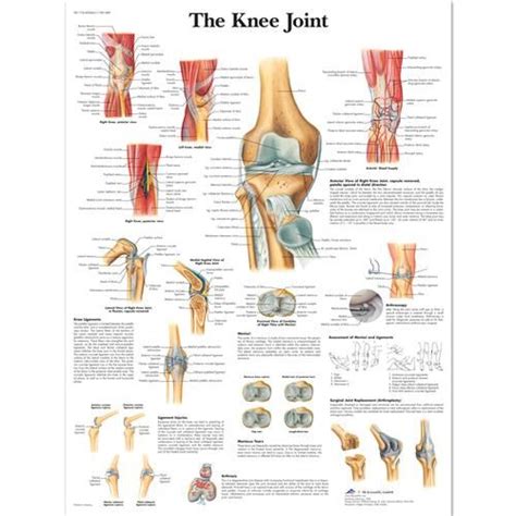 VR1174L: Knee Joint Chart Anatomy Of The Knee, Human Knee, Medical ...