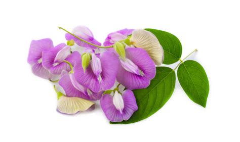 90+ Aparajita Flower Drawing Stock Photos, Pictures & Royalty-Free ...