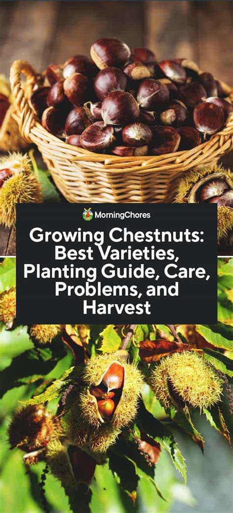 Chestnut Tree: Varieties, Planting from Seeds, Care, Problems, and Harvest