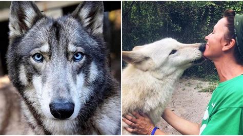 Florida Wolf Sanctuary Lets You Get Up Close With Wolves For $15 - Narcity