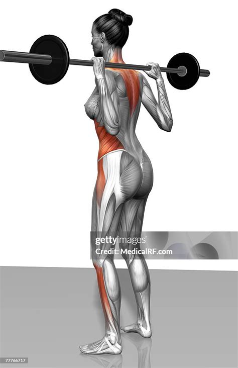 Barbell Squat Exercises High-Res Vector Graphic - Getty Images