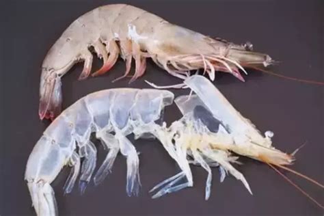 This is the Process of Molting in Shrimp and How to Handle It