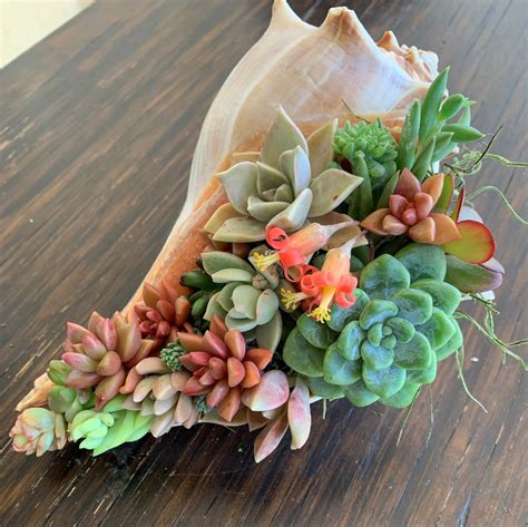 Succulent Shell Gift Floral Arrangement Lasts for Months // | Etsy ...