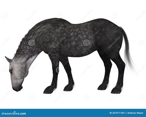 Percheron, a Breed of Draft Horse Stock Illustration - Illustration of silhouette, farm: 207071183