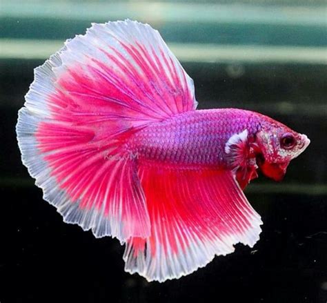 pink pearl betta | The visual stuff :) | Pinterest | Pink, Betta fish and Search