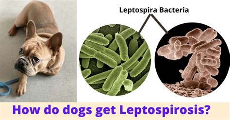 How do dogs get Leptospirosis? Leptospirosis Vaccine in dogs