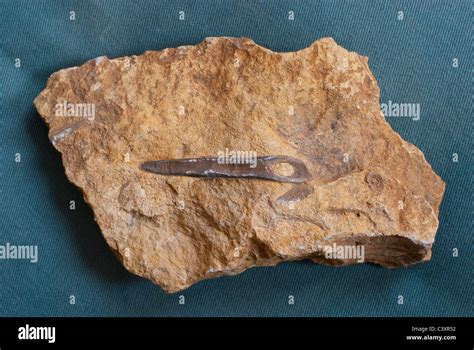 Belemnite Fossil Stock Photo - Alamy