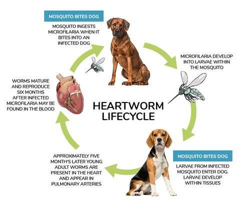 Heartworm Disease in Emerald