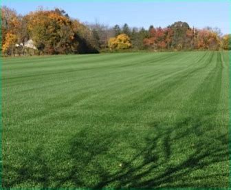 Kentucky Bluegrass Sod | Retail & Wholesale | Superior Turf